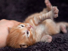 Wildfee's Quentin - 10 Tage alt