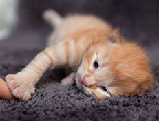 Wildfee's Quentin - 10 Tage alt