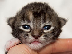 Wildfee's Quinn - 10 Tage alt