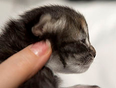 Wildfee's Quinn - 10 Tage alt