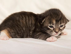 Wildfee's Quinn - 10 Tage alt