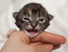 Wildfee's Quinn - 10 Tage alt