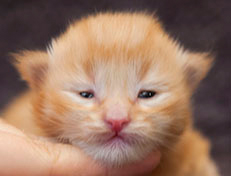 Wildfee's Quintilian - 10 Tage alt