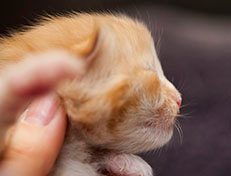 Wildfee's Quintilian - 10 Tage alt