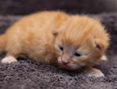 Wildfee's Quintilian - 10 Tage alt