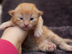 Wildfee's Quintilian - 10 Tage alt