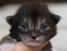 Wildfee's Quiterie - 10 Tage alt