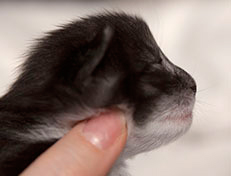 Quiterie - 10 Tage alt