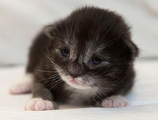 Wildfee's Quiterie - 10 Tage alt