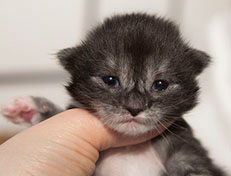 Quiterie - 10 Tage alt