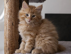 Wildfee's Quentin J.T - 10 Wochen alt