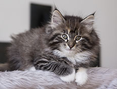 Wildfee's Quinn - 10 Wochen alt