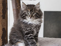 Wildfee's Quinn - 10 Wochen alt