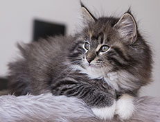 Wildfee's Quinn - 10 Wochen alt