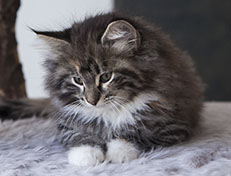 Wildfee's Quinn - 10 Wochen alt