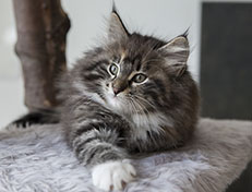 Wildfee's Quinn - 10 Wochen alt