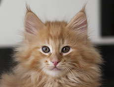 Wildfee's Quintilian - 10 Wochen alt