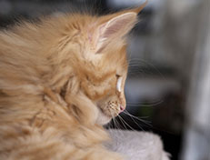 Wildfee's Quintilian - 10 Wochen alt