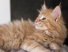 Wildfee's Quintilian - 10 Wochen alt