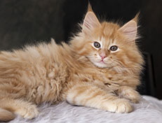 Wildfee's Quintilian - 10 Wochen alt