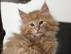 Wildfee's Quintilian - 10 Wochen alt