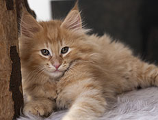 Wildfee's Quintilian - 10 Wochen alt