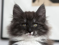 Wildfee's Quiterie - 10 Wochen alt