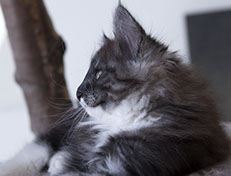 Wildfee's Quiterie - 10 Wochen alt