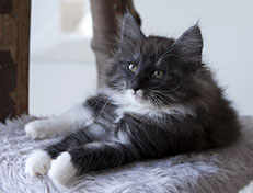 Wildfee's Quiterie - 10 Wochen alt