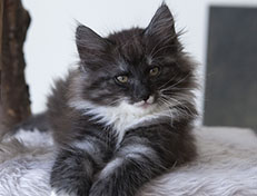 Wildfee's Quiterie - 10 Wochen alt