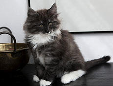 Wildfee's Quiterie - 10 Wochen alt