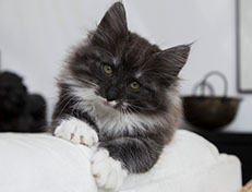 Wildfee's Quiterie - 10 Wochen alt