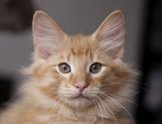 Wildfee's Quentin J.T - 12 Wochen alt