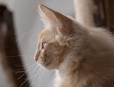 Wildfee's Quentin J.T - 12 Wochen alt