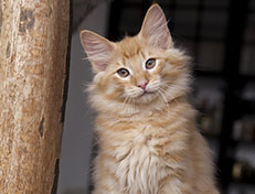 Wildfee's Quentin J.T - 12 Wochen alt