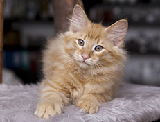 Wildfee's Quentin J.T - 12 Wochen alt