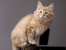 Wildfee's Quentin J.T - 12 Wochen alt