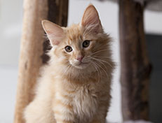 Wildfee's Quentin J.T - 12 Wochen alt