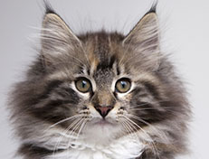 Wildfee's Quinn - 12 Wochen alt