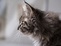 Wildfee's Quinn - 12 Wochen alt