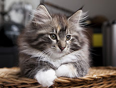 Wildfee's Quinn - 12 Wochen alt