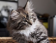 Wildfee's Quinn - 12 Wochen alt