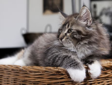 Wildfee's Quinn - 12 Wochen alt