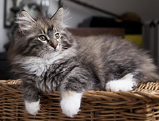 Wildfee's Quinn - 12 Wochen alt