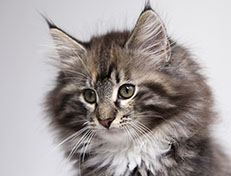 Wildfee's Quinn - 12 Wochen alt