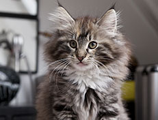 Wildfee's Quinn - 12 Wochen alt