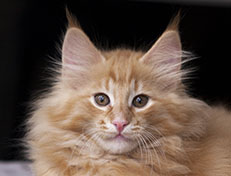 Wildfee's Quintilian - 12 Wochen alt