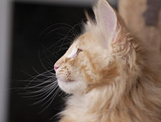 Wildfee's Quintilian - 12 Wochen alt