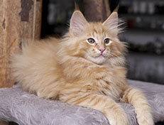 Wildfee's Quintilian - 12 Wochen alt