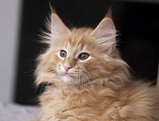 Wildfee's Quintilian - 12 Wochen alt